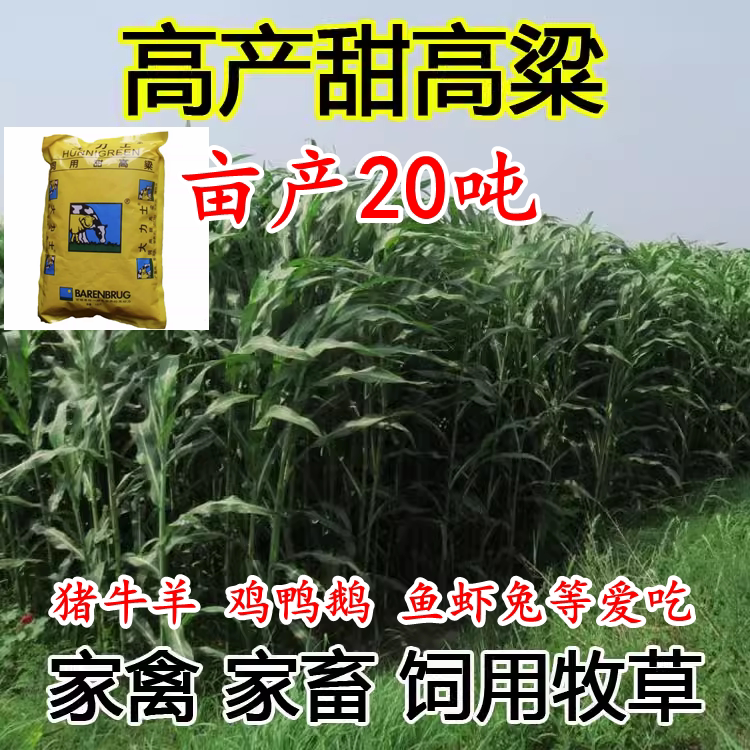 四季牧草大力士甜高粱草籽子种籽养殖家禽猪牛羊鱼草耐旱高产畜牧
