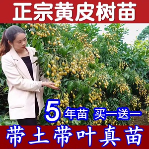 黄皮果树嫁接苗无核鸡心黑冰