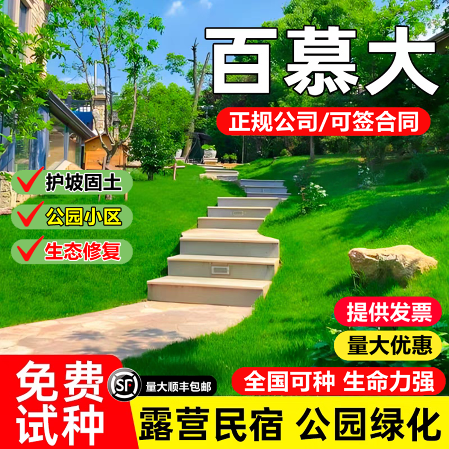 进口百慕大草坪草籽耐热旱耐践踏
