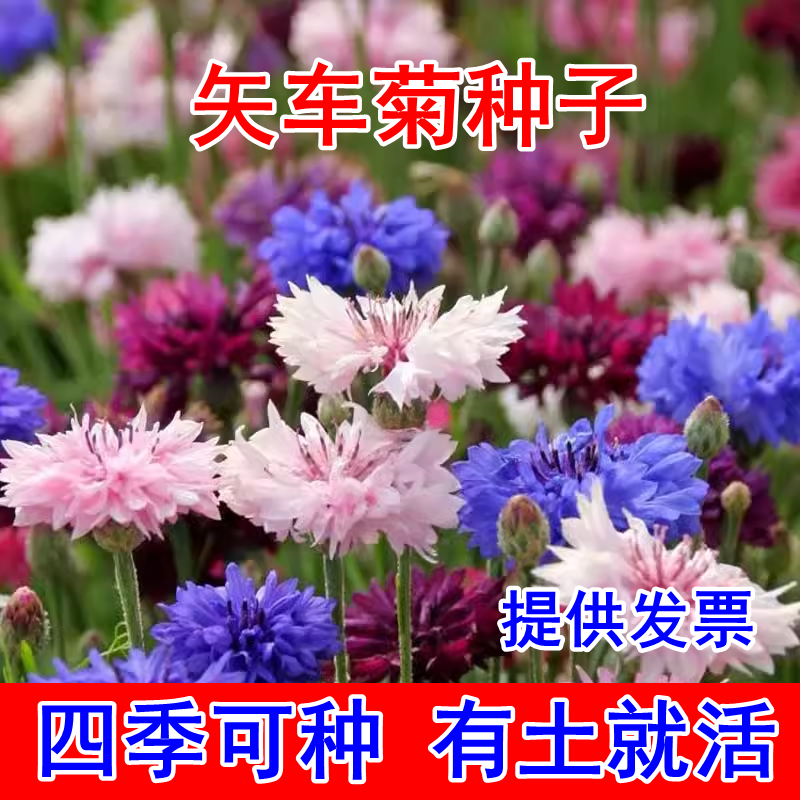 矢车菊花种子四季开花园艺绿化