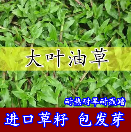 大叶油草 草坪种子庭院别墅美国四季青狗牙根黑麦草草籽耐寒护坡