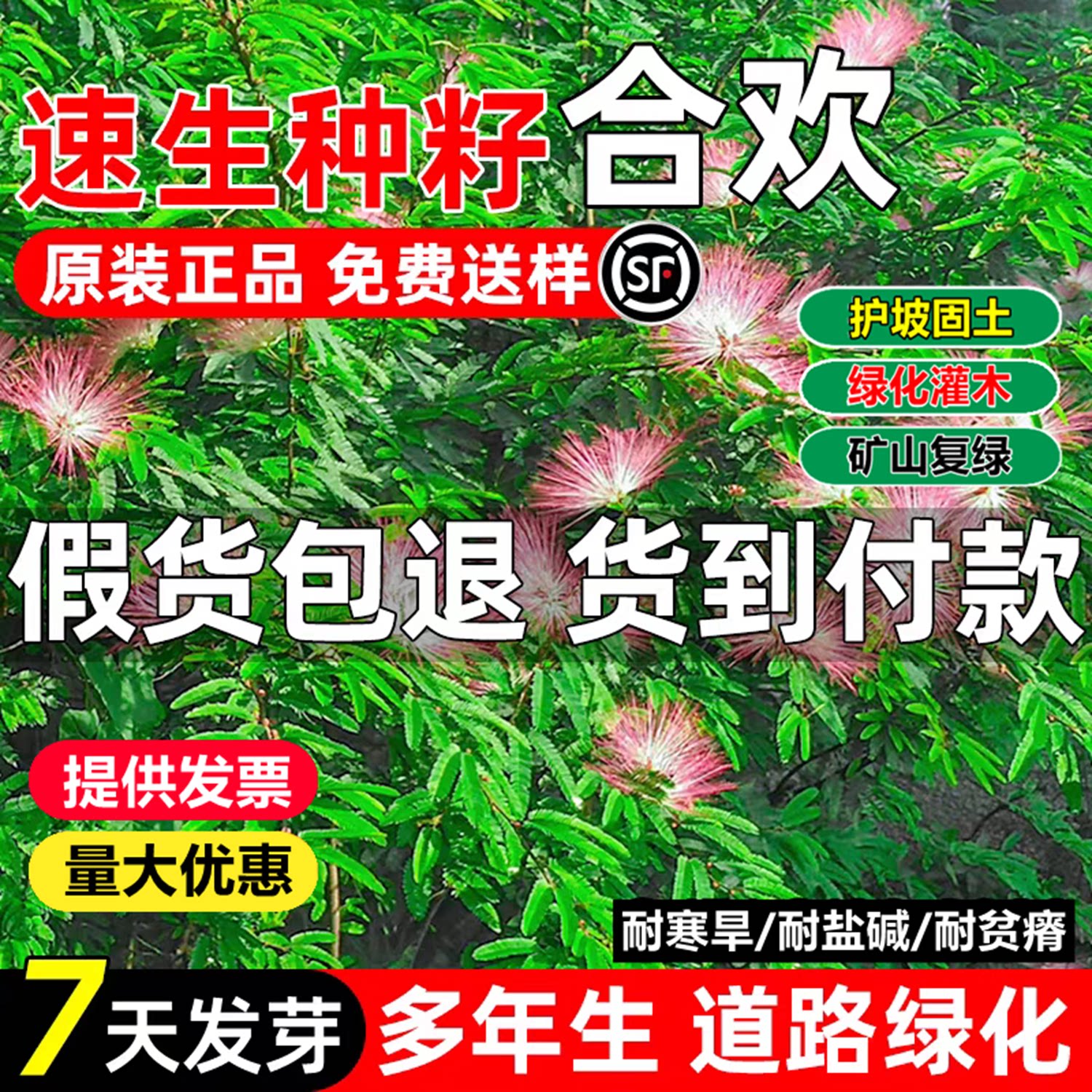 新采红花合欢种子合欢种子银合欢种子金合欢种子粉花树种子包发芽