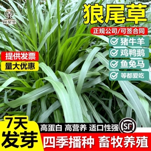 杂交狼尾草草籽多年生四季高产耐寒牧草种子畜牧养殖猪牛羊鸡鱼草