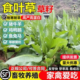 食叶草种子多年生四季高产高蛋白草牧草草籽养殖猪牛羊鸡鸭食用菜
