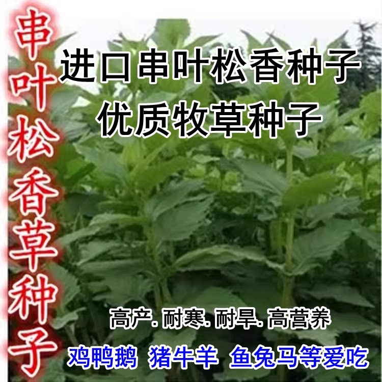 串叶松香草种子牧草多年生猪牛羊鹅食用华夏中华神菊教授菊种籽