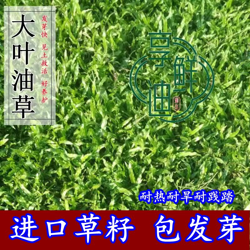 草坪种子庭院别墅美国四季青狗牙根黑麦草草籽耐寒护坡大叶油草