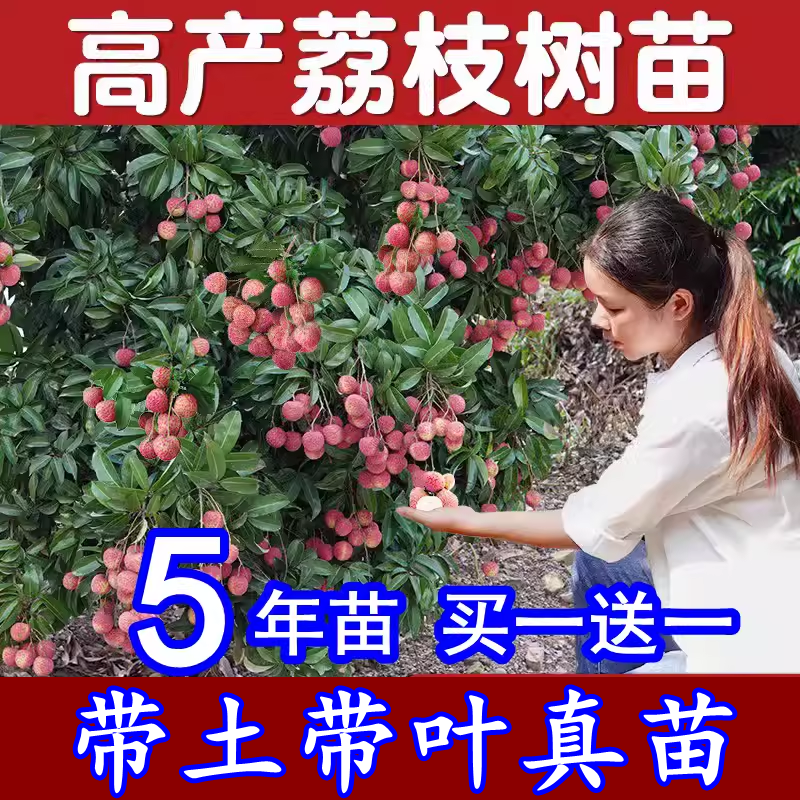 桂味糯米糍妃子笑无核种植树