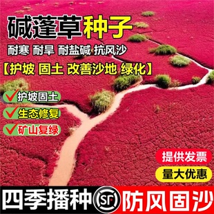 碱蓬草种子耐盐碱植物杂改良土壤耐寒耐旱多年生四季牧草披碱草籽