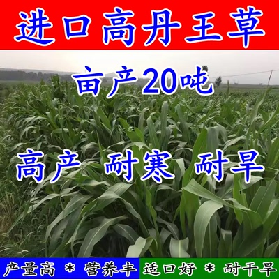 杂交高丹王草种籽四季多年生牧草