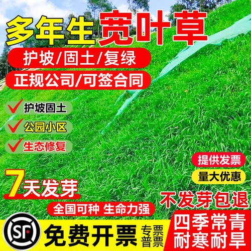 百喜草草籽宽叶雀稗草种子四季青