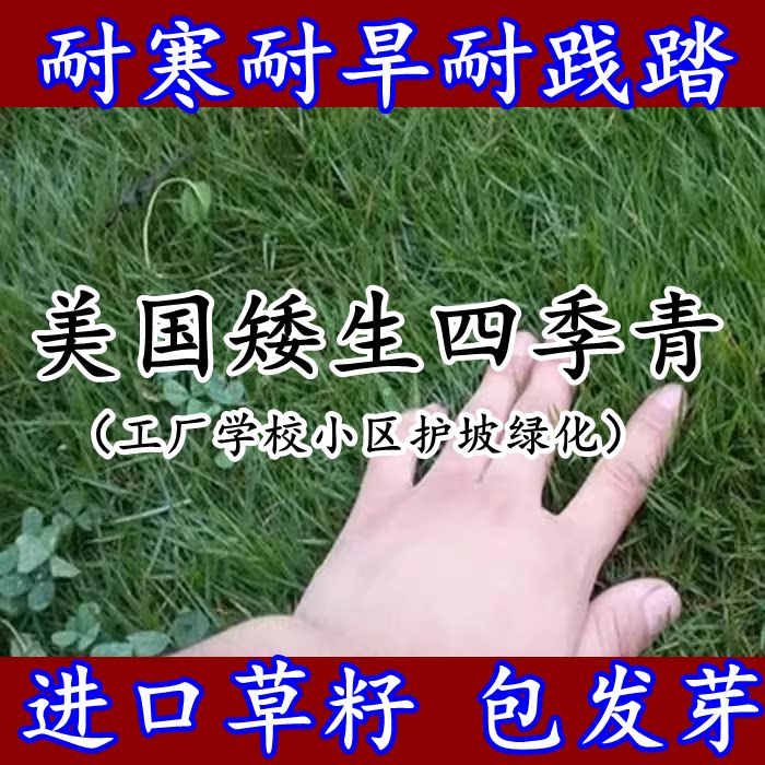 美国四季青草坪种子美国矮生四季青草籽耐高温耐寒耐践踏绿化护坡