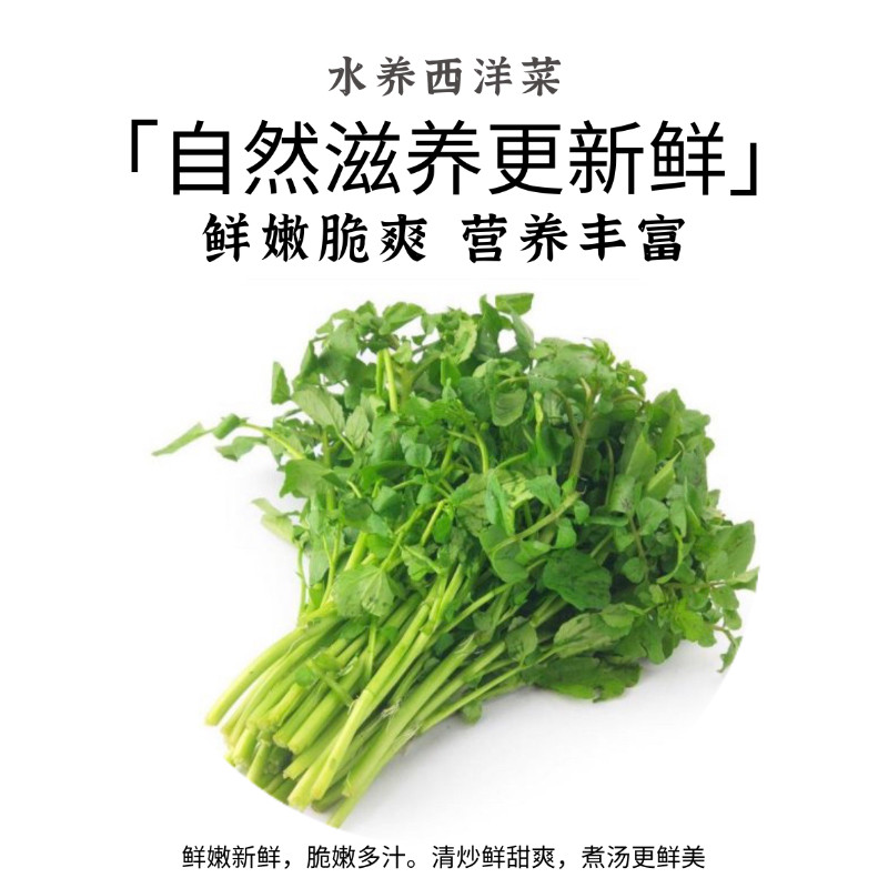 水养西洋菜新鲜鲜嫩脆爽营养丰富叶菜类蔬菜当季新鲜广西当季新鲜