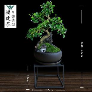 福建茶盆景植物办公室绿植室内客厅茶桌摆件悬崖造景茶树花卉盆栽