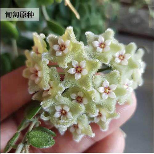 球兰花苗盆栽垂吊植物庭院爬藤植物大苗老桩四季开花球兰花卉包邮