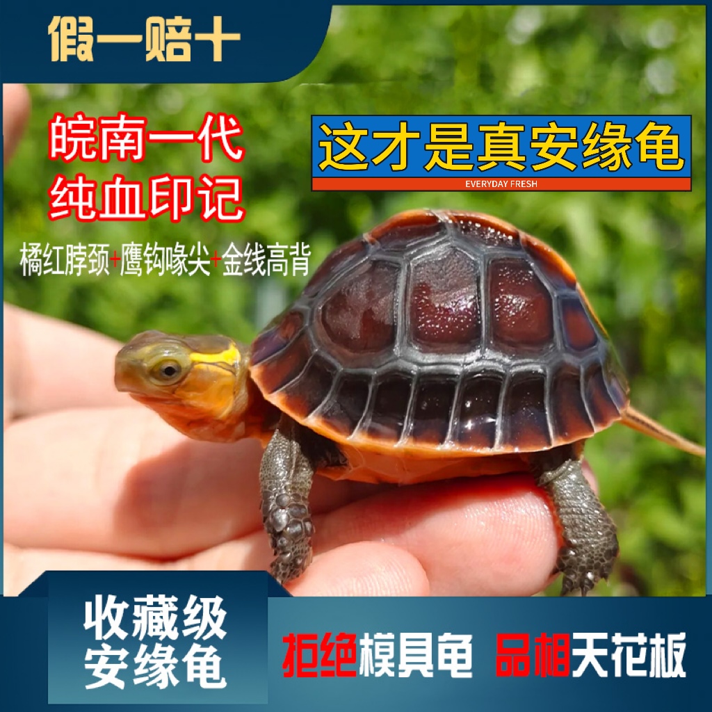 黄缘龟幼龟安缘龟苗闭壳观赏宠物乌龟活体半水龟黄喉水龟箱龟活苗