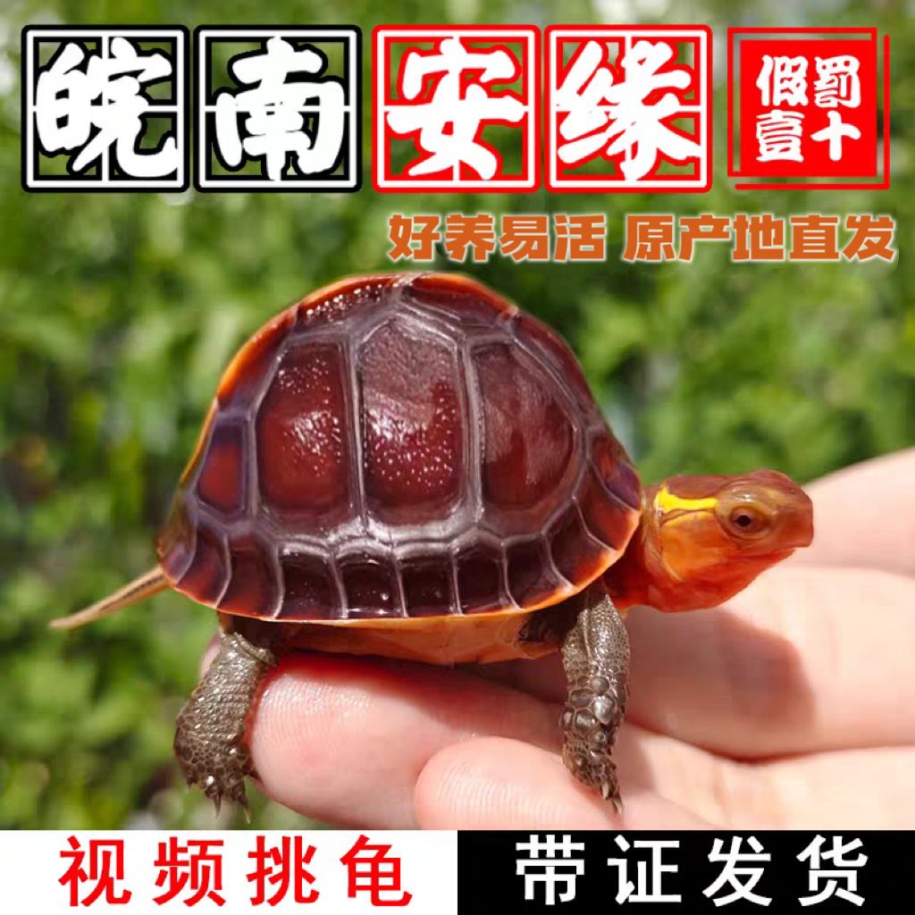 安缘好养易活，原产地直发