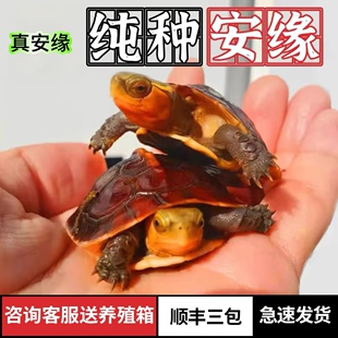 黄缘龟幼龟安缘龟苗闭壳高档宠物乌龟活体半水龟黄喉水龟箱龟金钱