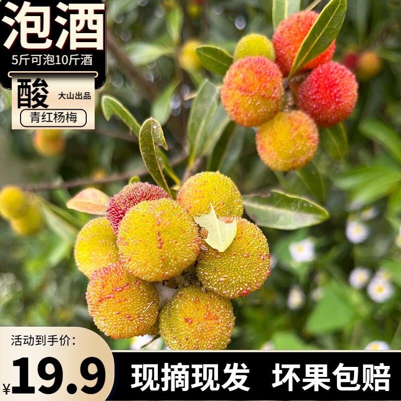 野生小杨梅贵州深山青红鲜果泡酒专用新鲜现摘酸甜爽口水果冰杨梅