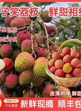 正宗妃子笑荔枝新鲜水果当季整箱现摘海南荔枝白糖桂罂味顺丰包邮