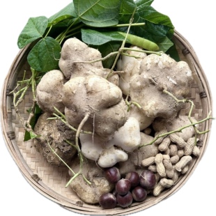 山萝卜新鲜脆嫩清甜现挖贵州农家自种地萝卜凉薯白地瓜易剥皮好食