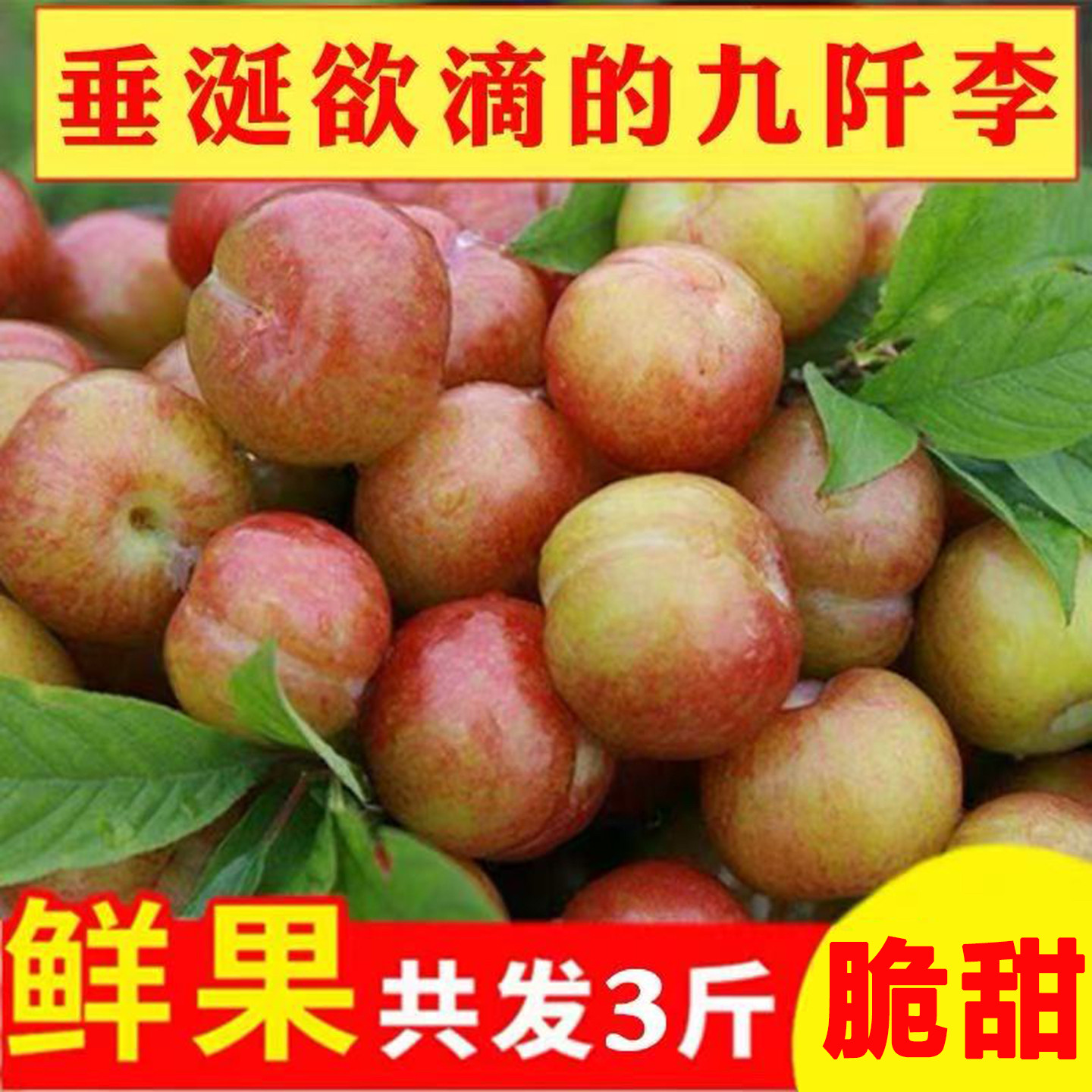 新鲜九阡李现摘3斤孕妇水果贵州九千栽秧李脆甜正宗三都九阡李子9