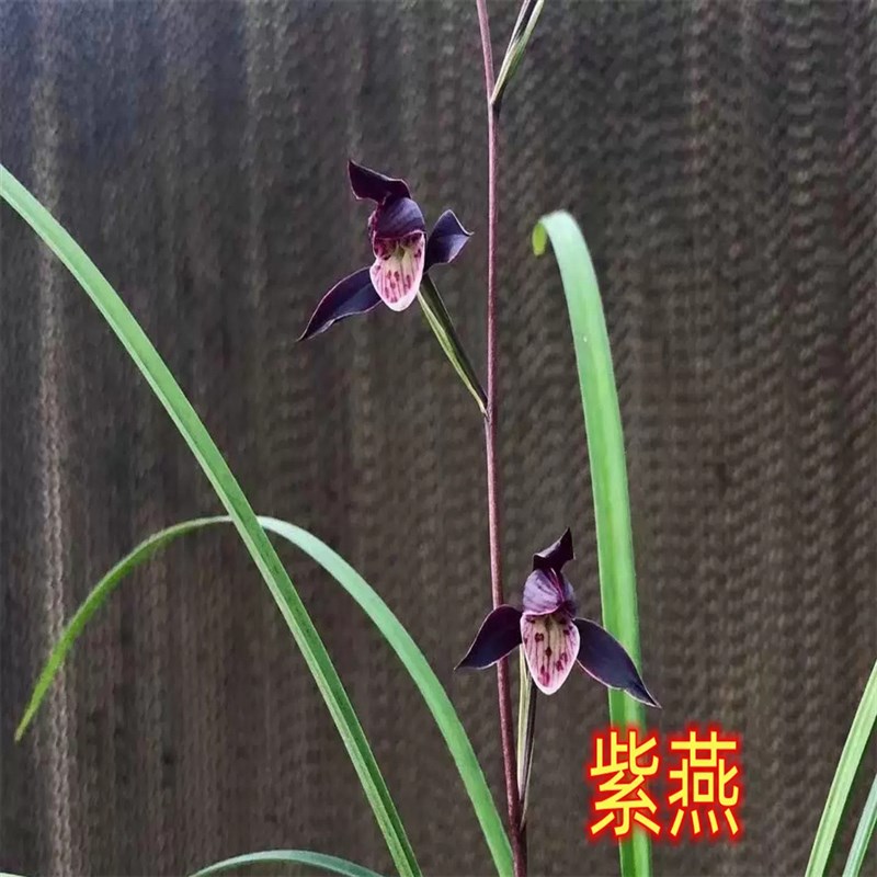 紫燕四季兰 建兰 花苗铭品u 铁骨素 室内兰草浓香花卉绿植物盆栽
