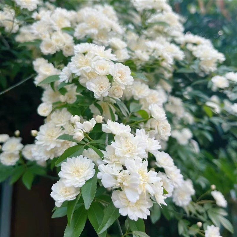 白木香黄木香红木香橙木香爬藤庭院种植耐寒耐寒植物四季开花浓香