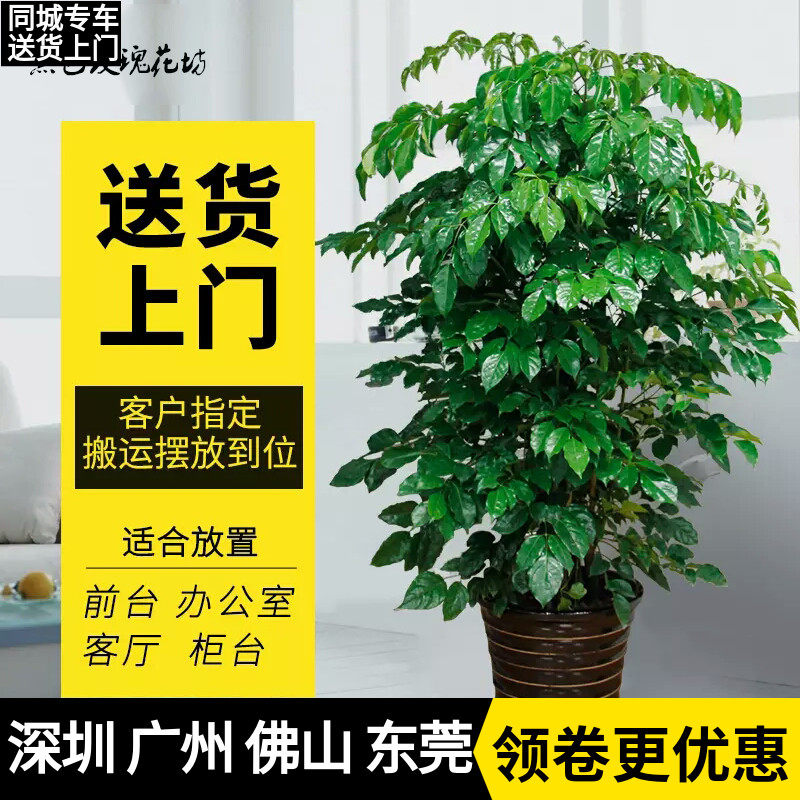 绿宝树 幸福树盆栽 大型绿植客厅花卉办公室绿化植物 净化空气