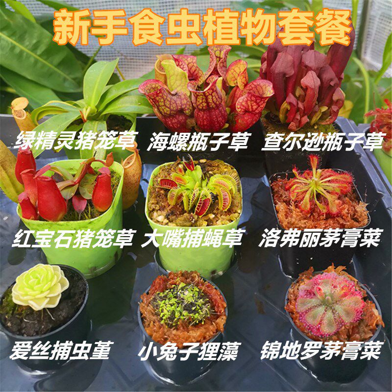 食虫植物新手套餐盆栽捕蝇草猪笼草瓶子草茅膏菜狸藻捕虫堇食人花
