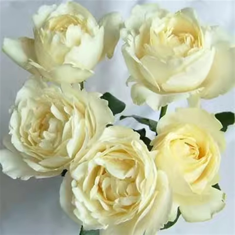 伊芙白法师伯中苗纯伊芙系列浓香切包月季花苗盆栽花卉扦插苗