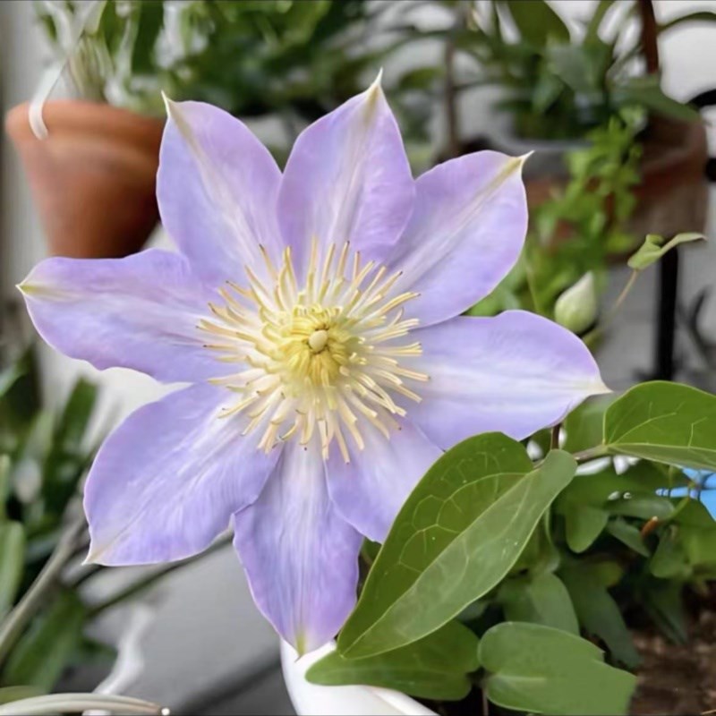 【早池峰】1.5加仑铁线莲阳台庭院地载盆栽爬藤花卉植物四季开花