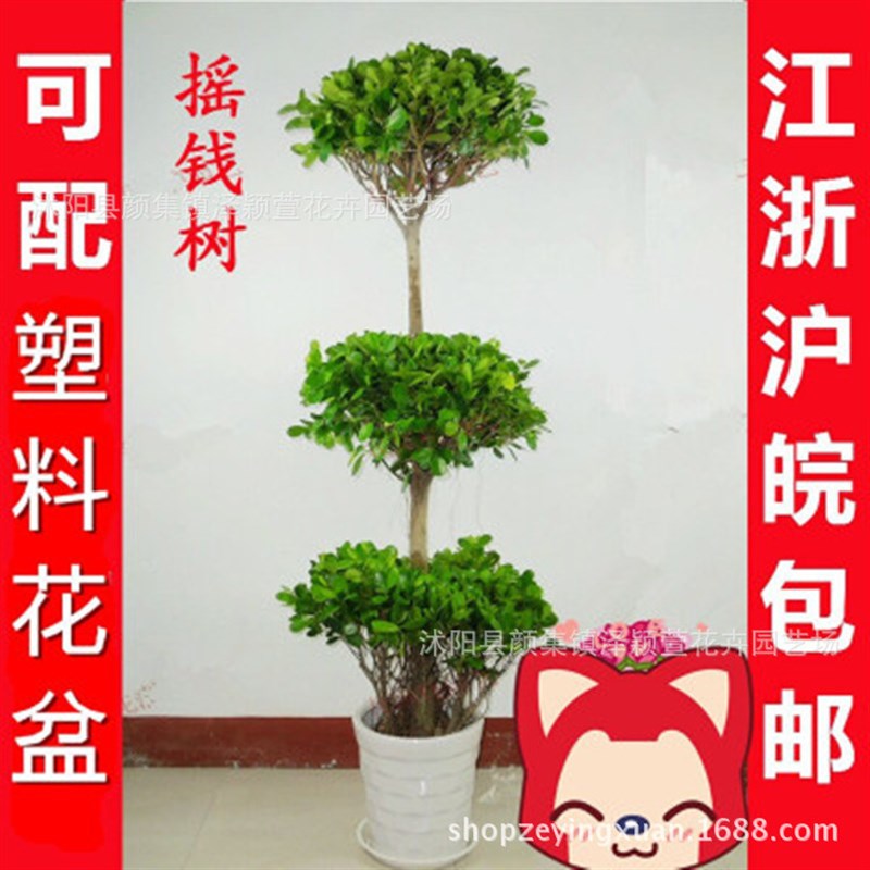 摇钱树 室内大型盆栽x植物 盆景花卉 居家办公绿植