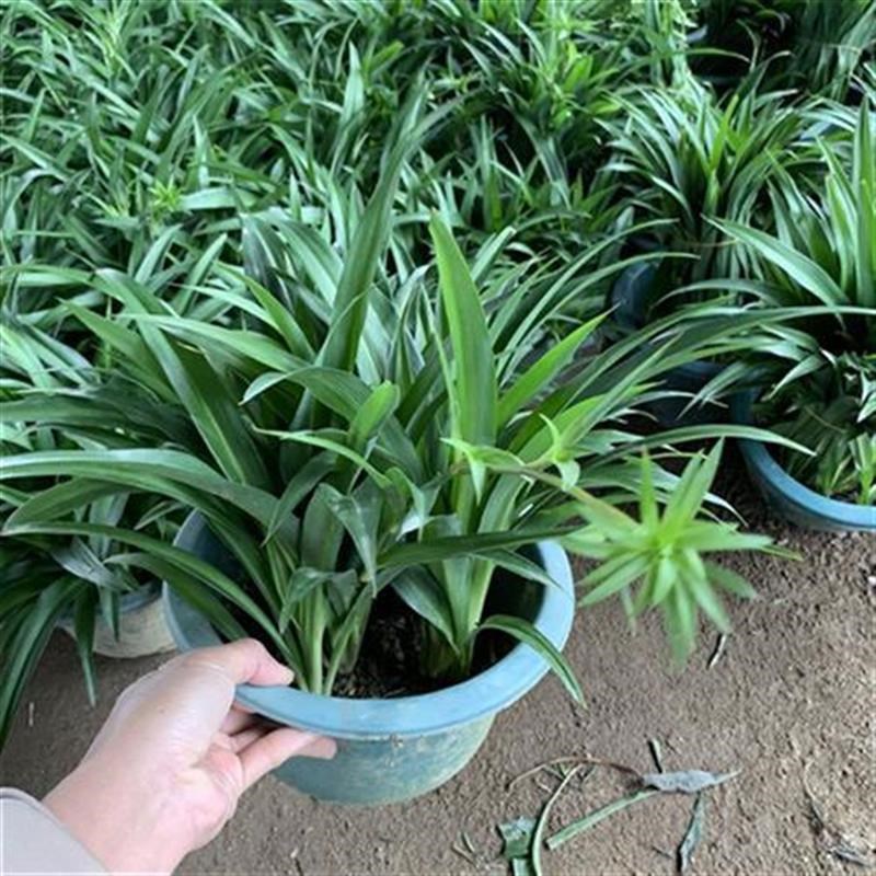 青叶吊兰大盆客厅室内垂吊植物净化空气吸甲醛绿植金边吊兰盆栽花