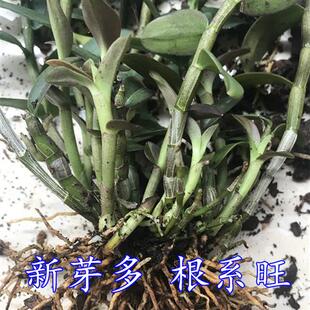 正宗雁荡山铁皮石斛苗三年红杆  非霍山铁皮石斛苗种苗盆栽鲜条