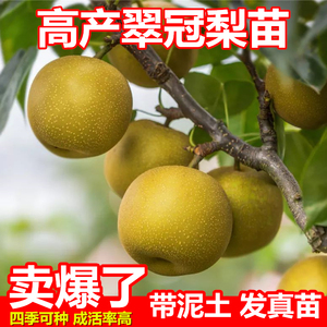 翠冠梨树苗嫁接甜脆沙梨子果树苗南北方种植盆栽地栽绿植庭院盆景