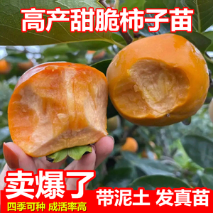 柿子苗树苗嫁接果树苗南北方种植地栽柿脆甜柿子树苗带土四季可种