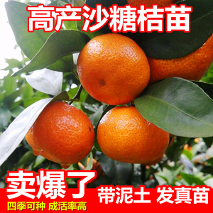 沙糖桔子树苗盆栽橘子苗树广西嫁接砂糖橘子苗树南方种植当年结果