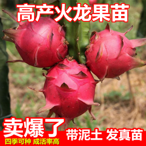 红心火龙果树苗家庭阳台庭院四季南北种植盆栽水果种苗当年结果