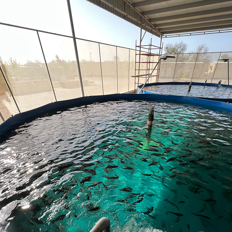淡水水产海水鱼工厂化循环水养殖处理系统广州中航智能养殖