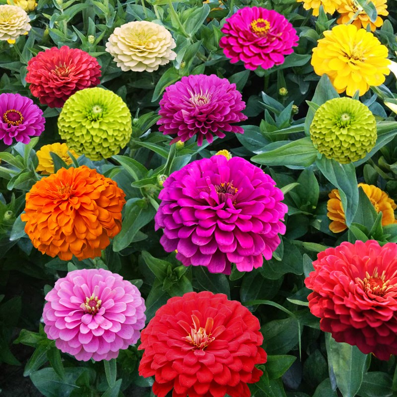 百日草花种籽子七彩重瓣四