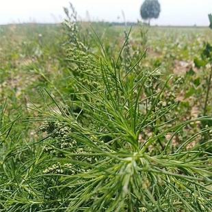 蓬子菜种子猪毛菜 扎蓬棵 刺蓬猪毛缨猴子毛蓬子菜三叉明棵野菜籽