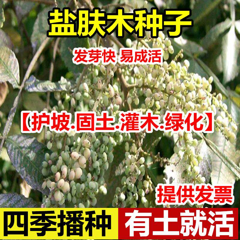 盐肤木种子护坡灌蜜源树五