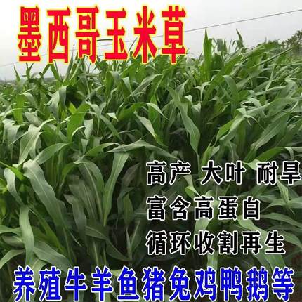 墨西哥玉米草种籽四季多年生牧草种子畜牧养殖牛羊猪鸡鸭鹅喂鱼草