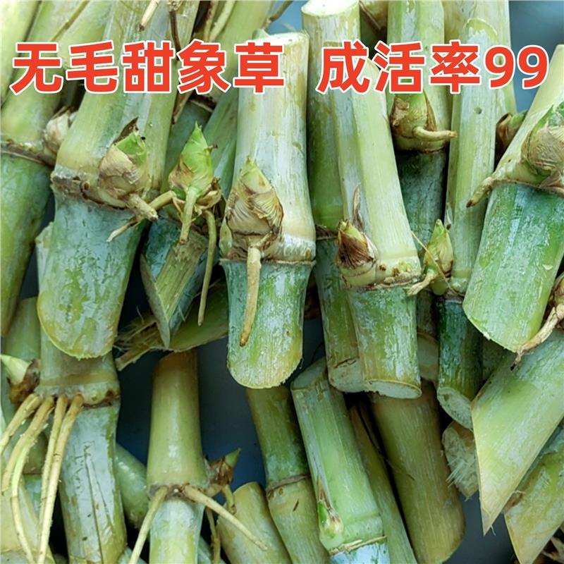 无毛甜象草3号种节耐寒牧