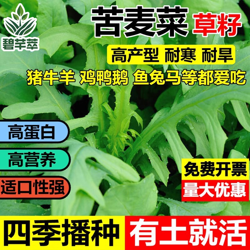进口多年生苦麦菜种子南北方牧草鹅菜草籽鸡鸭鹅等家禽吃的饲料草