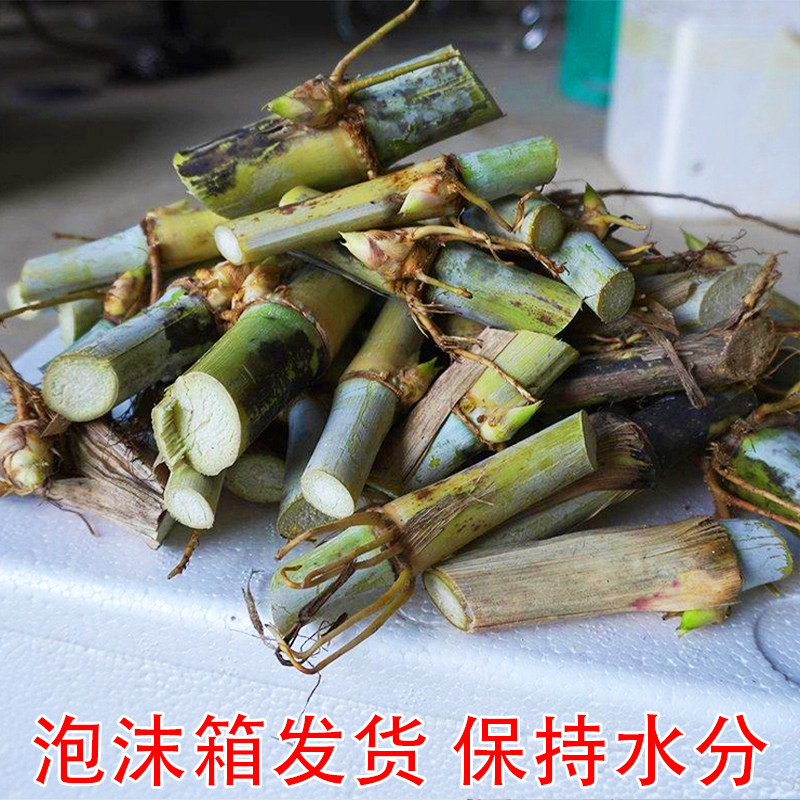 新型皇竹草巨菌甜象种节四