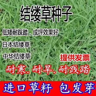 草坪种子结缕草种子耐阴抗旱践踏护坡护堤可牧草用矮生四季青草籽