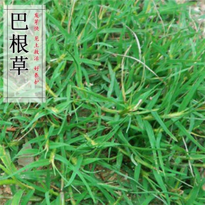 进口巴根草种子护坡绿化专