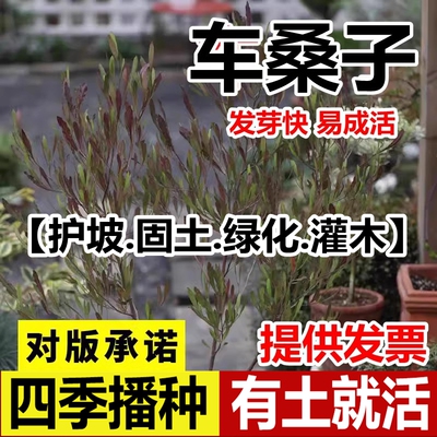 车桑子种籽水马木豆树猪屎