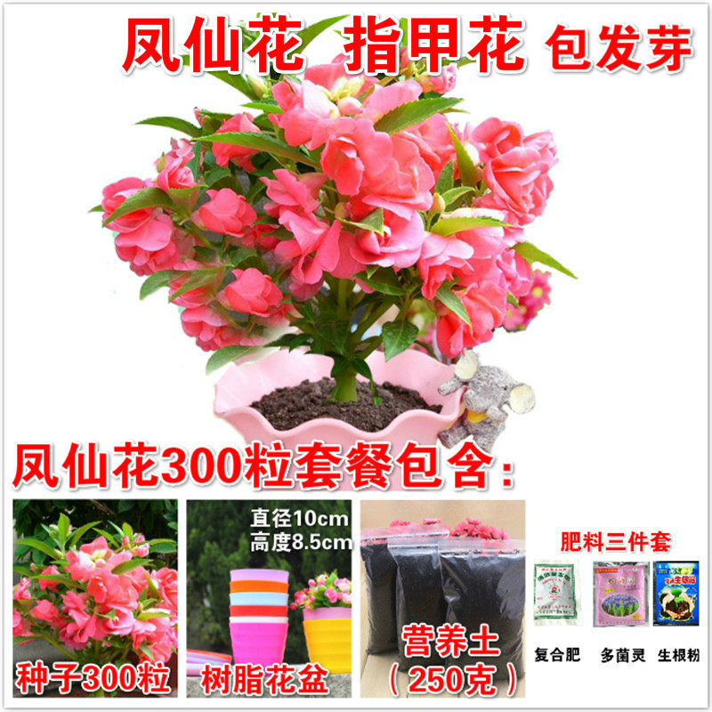 凤仙花种子重瓣茶花阳台盆栽室内学生实验四季播种开花指甲花种籽